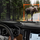 Illustration for article titled Volvo Is Adding Large Animal Detection to Cars Because Its Easy to Miss a Moose?